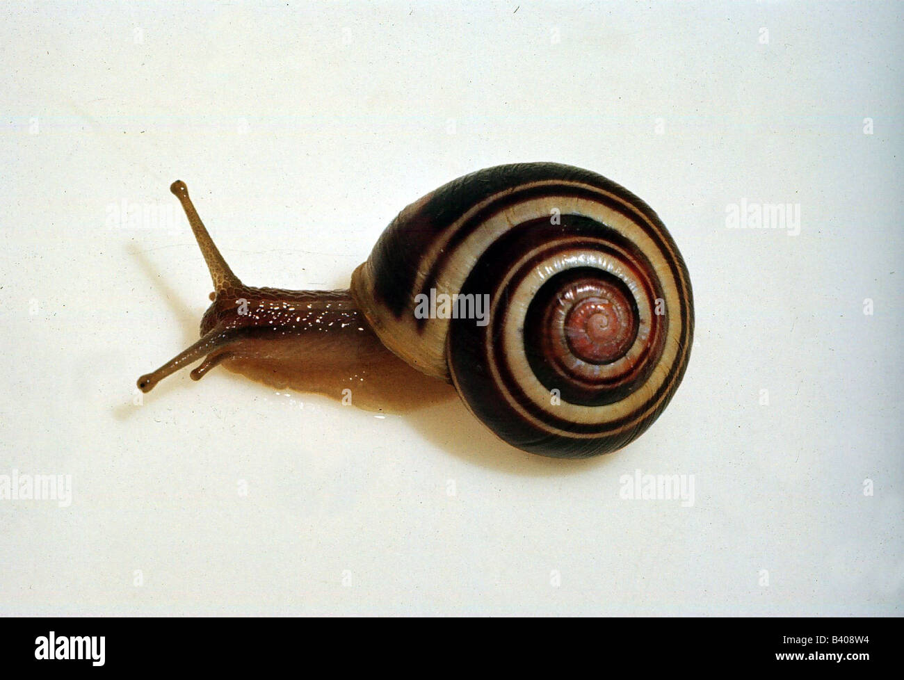 Zoologie / Tiere, Hautverletzungen, Weißlippen-Schnecke, (Cepea Hortensis) auf weißem Grund, Verteilung: zentral- und Westeuropa Stockfoto