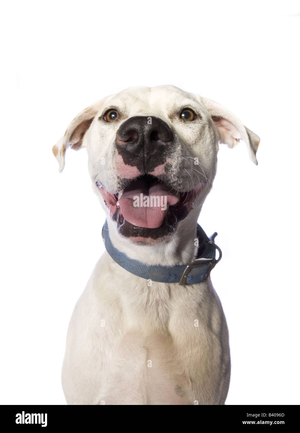Liebenswert Pit Bull Mischling Hund isoliert auf weißem Hintergrund Stockfoto
