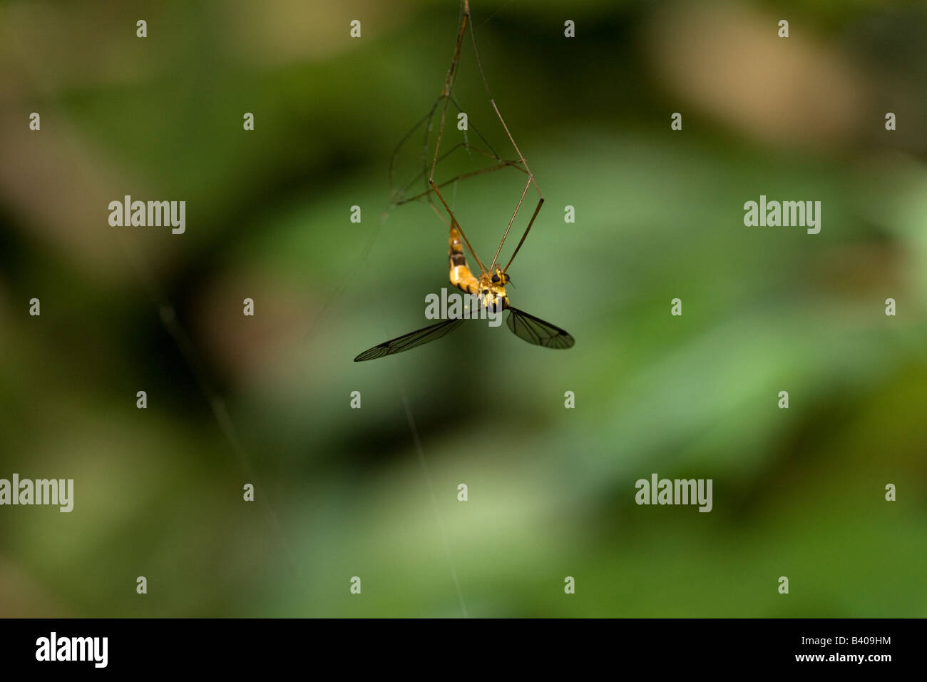 Ein Kran fliegen, gefangen in einem Netz befreite ich es Stockfoto