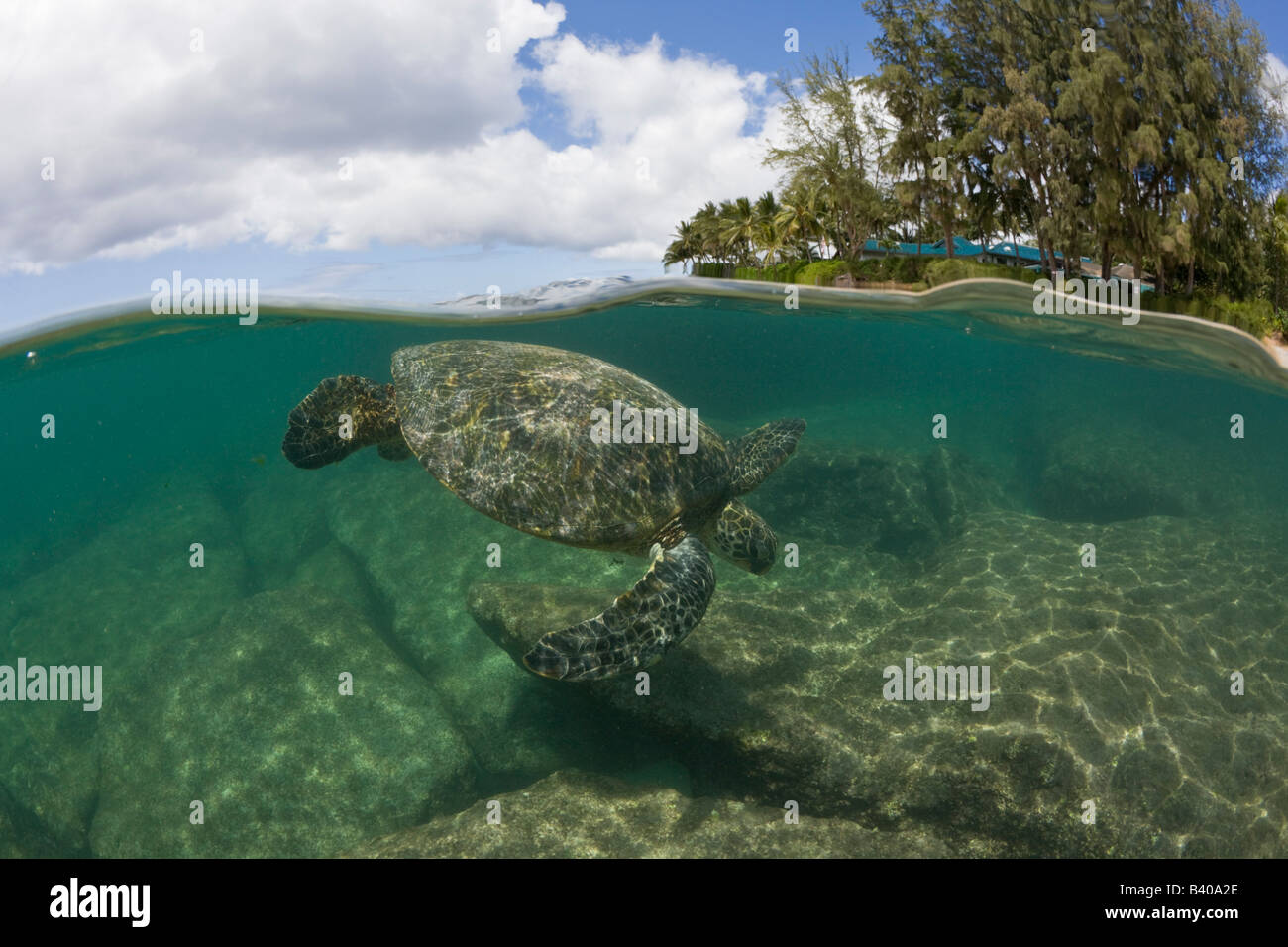 Grüne Schildkröte Chelonia Mydas Oahu Pazifik Hawaii USA Stockfoto