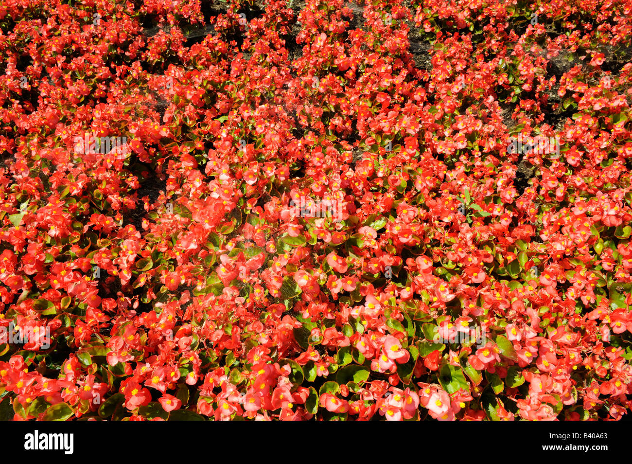 Rotem Blumenmuster Stockfoto