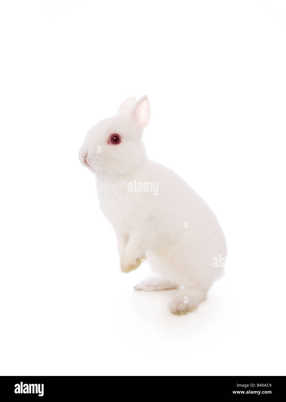 Niedlichen weißen Netherland Dwarf Hase Kaninchen isoliert Stockfoto
