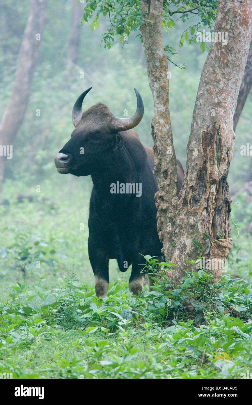 Indische Gaur Bull im Nebel Stockfoto