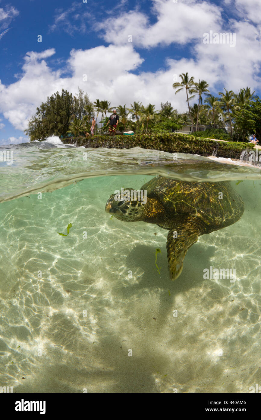 Grüne Schildkröte Chelonia Mydas Oahu Pazifik Hawaii USA Stockfoto