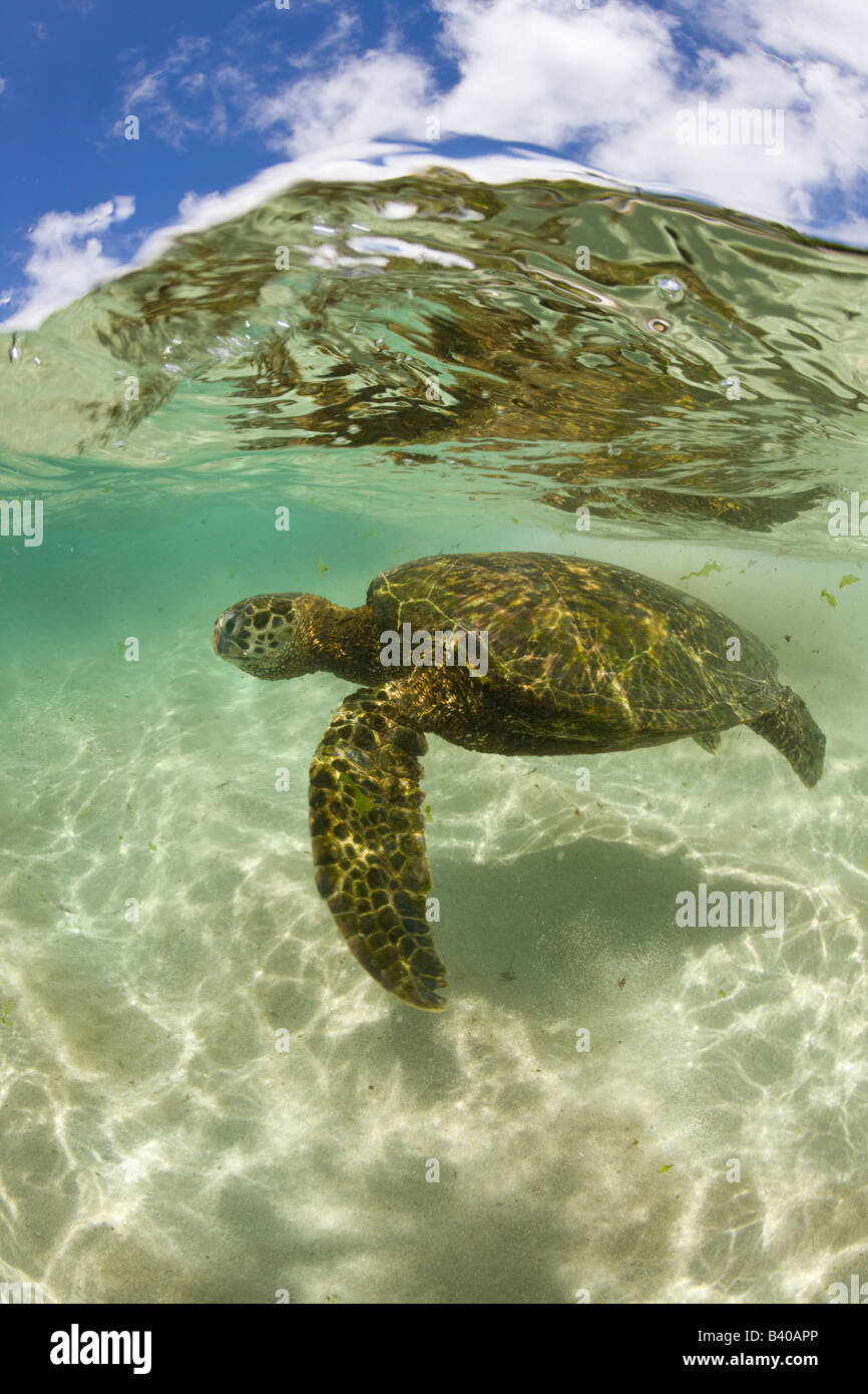 Grüne Schildkröte Chelonia Mydas Oahu Pazifik Hawaii USA Stockfoto