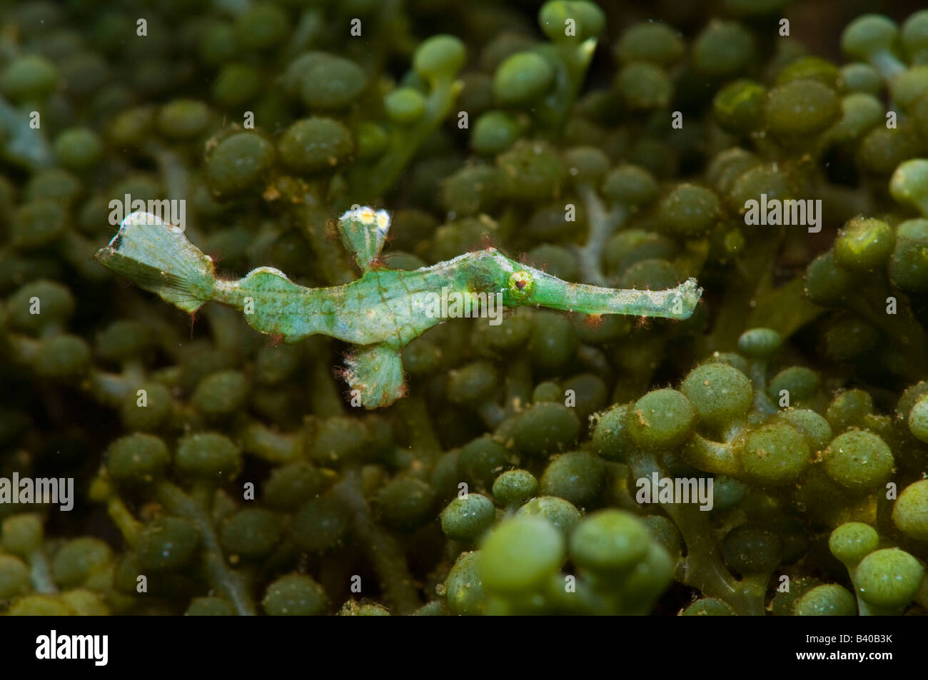 Halimeda Ghost Seenadeln Solenostomus Halimeda in Lembeh Strait Indonesien Stockfoto