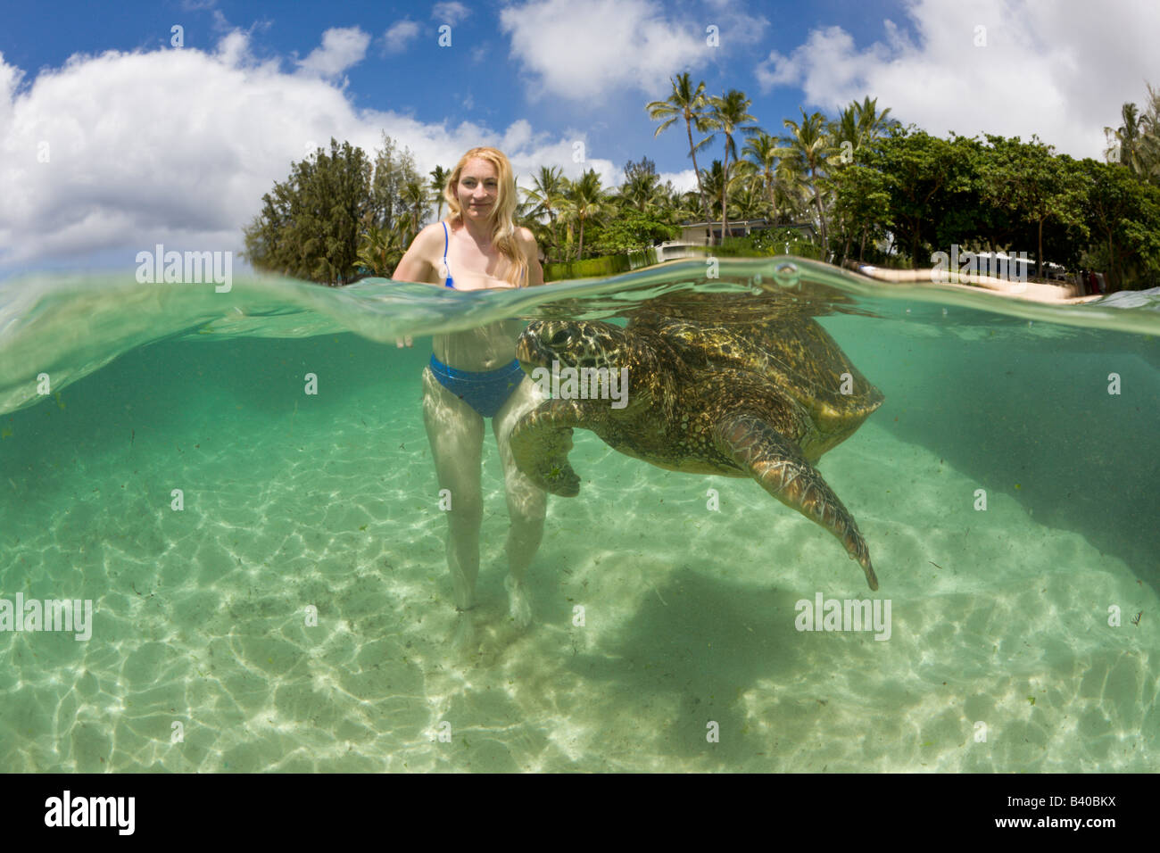 Grüne Schildkröte und touristischen Chelonia Mydas Oahu Pazifik Hawaii USA Stockfoto