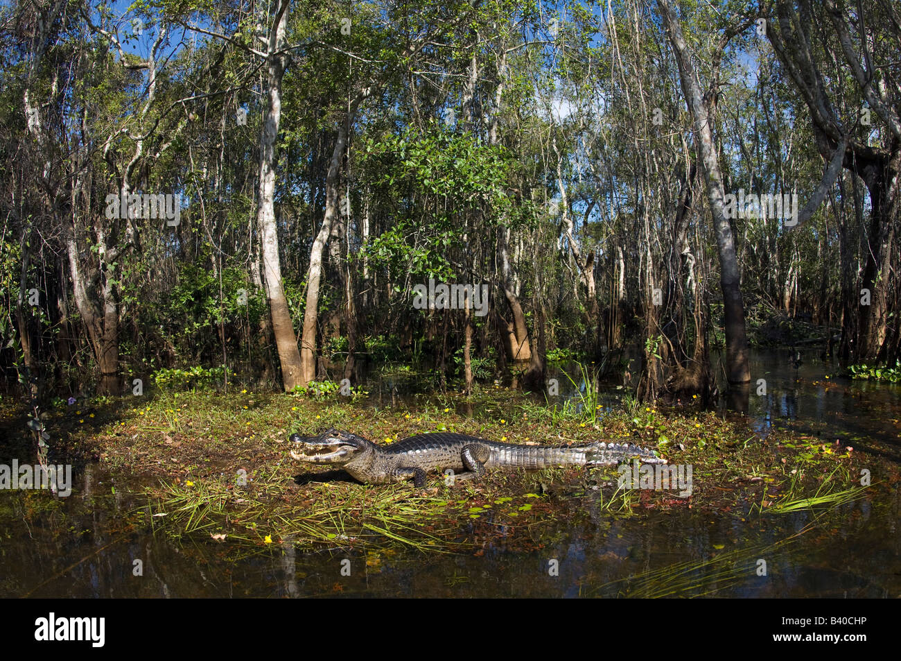 Jacare Kaiman oder Paraguay Kaiman Caiman Yacare im Pantanal Mato Grosso do Sul Brasilien Stockfoto