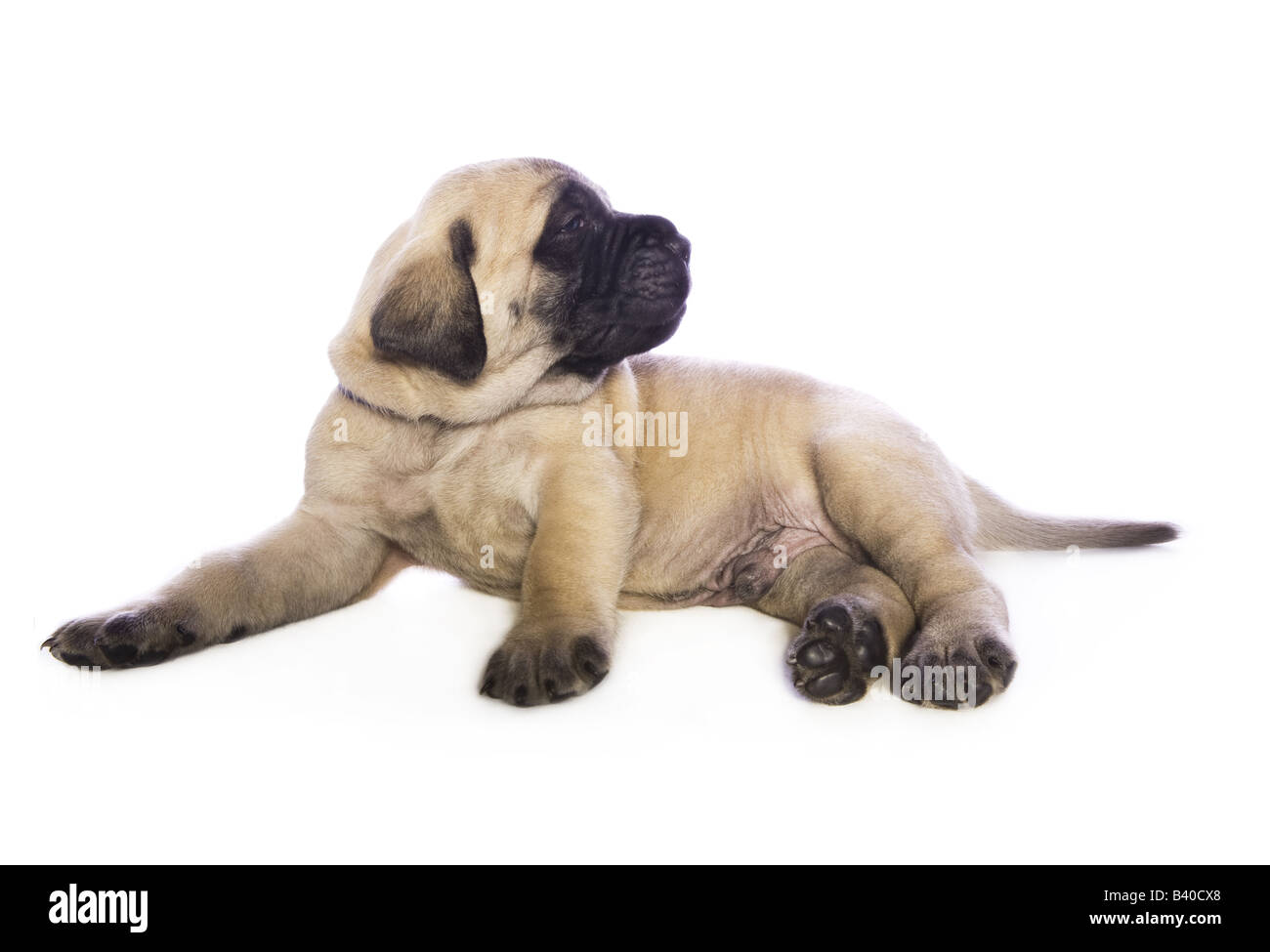 Adorable English Mastiff Welpen liegen isoliert auf weißem Hintergrund  Stockfotografie - Alamy