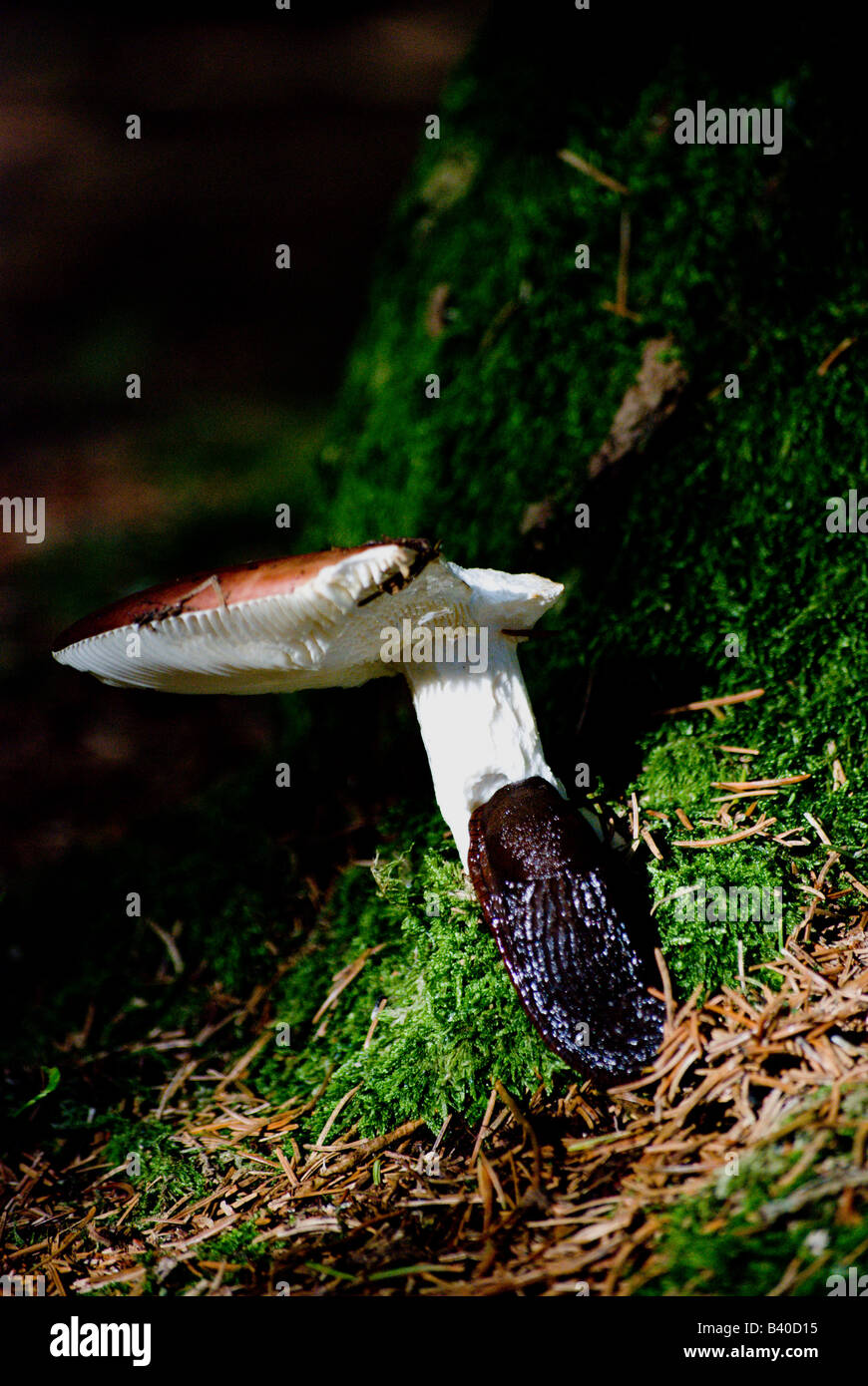 Eine braun/schwarz-Schnecke frisst langsam seine Weise herauf einen Pilz Stiel. Stockfoto