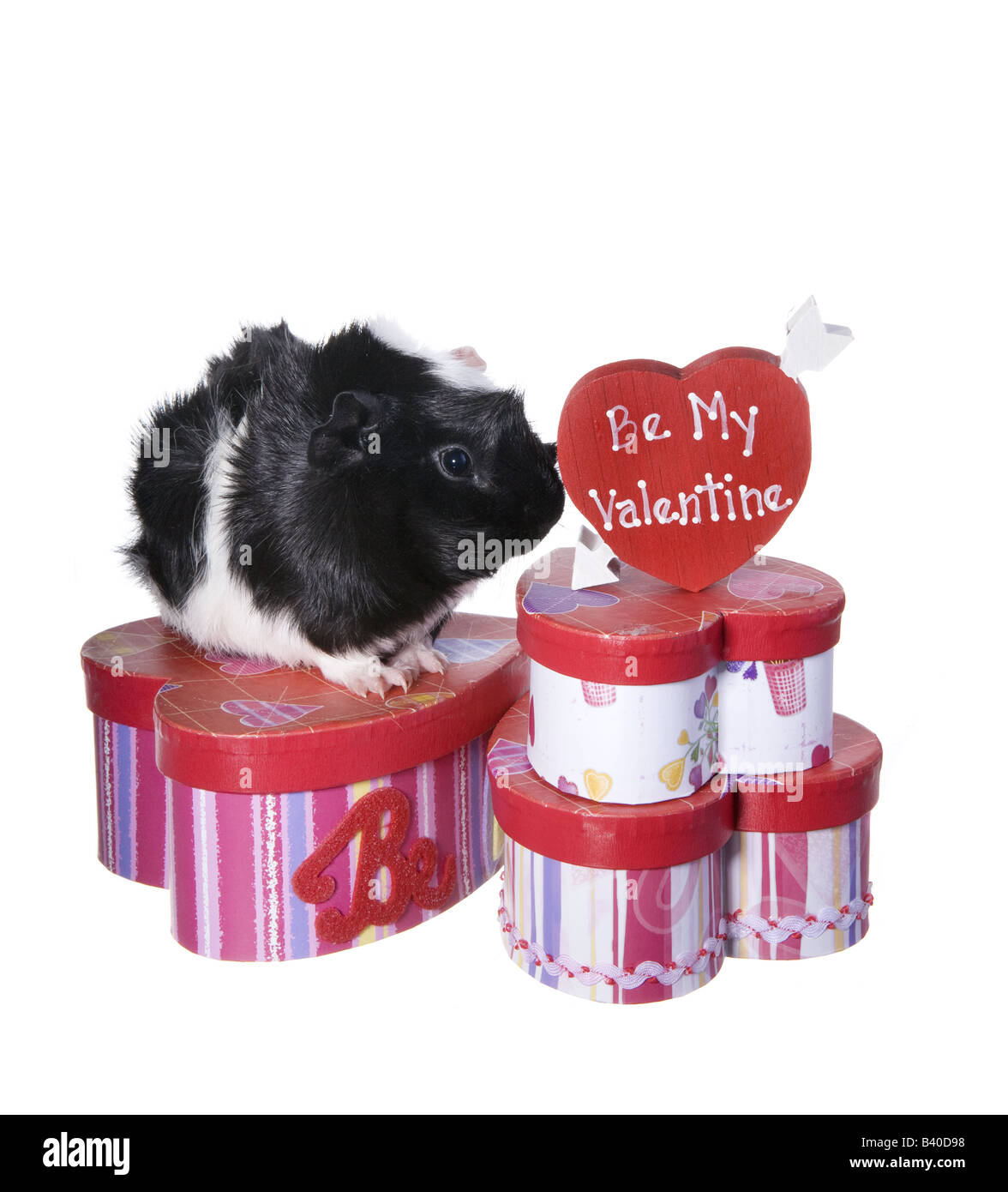 Süße schwarz und weiße Valentine Meerschweinchen oder Cavia mit Herz-Boxen und Herz, die s sagen Be my Valentine, isoliert Stockfoto