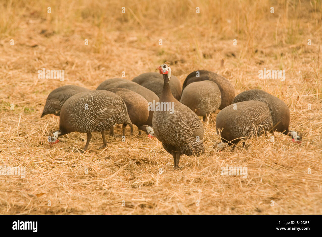 Perlhühner in der Nähe von Livingstone Sambia Afrika Stockfoto