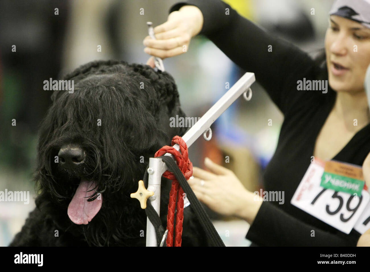 Hundeausstellung Stockfoto