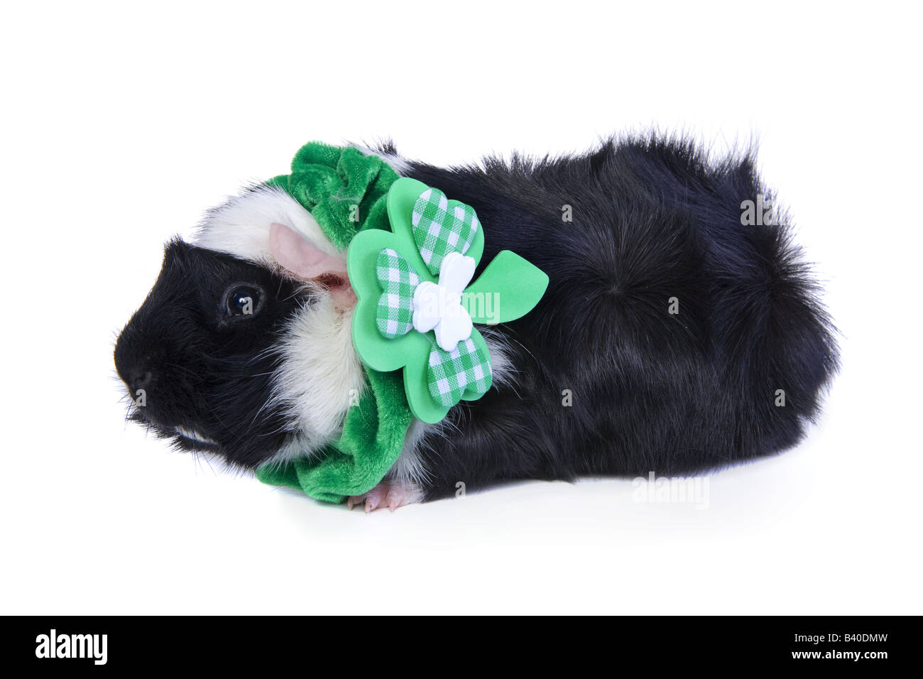 Niedliche schwarz-weiß St Patricks Day Meerschweinchen oder Cavia isoliert auf weißem Hintergrund Stockfoto