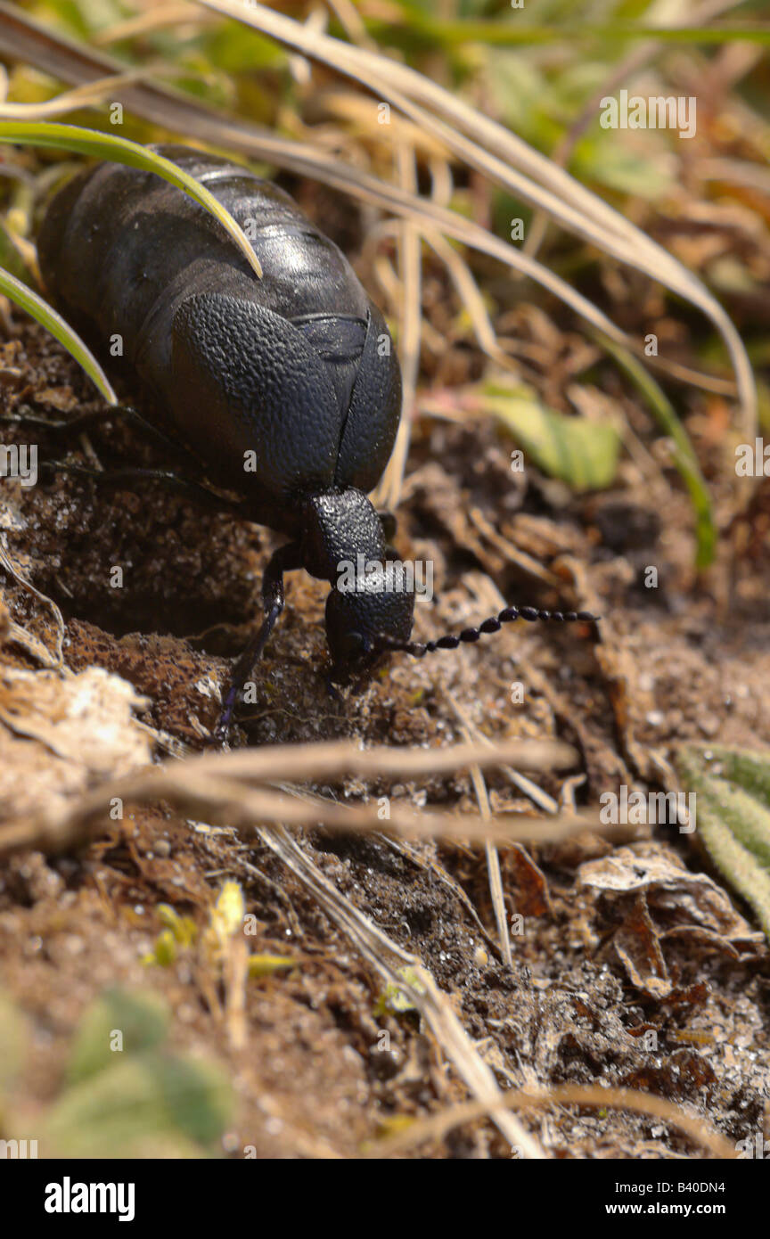 Öl-Käfer (Meloe proscarabaeus) Stockfoto