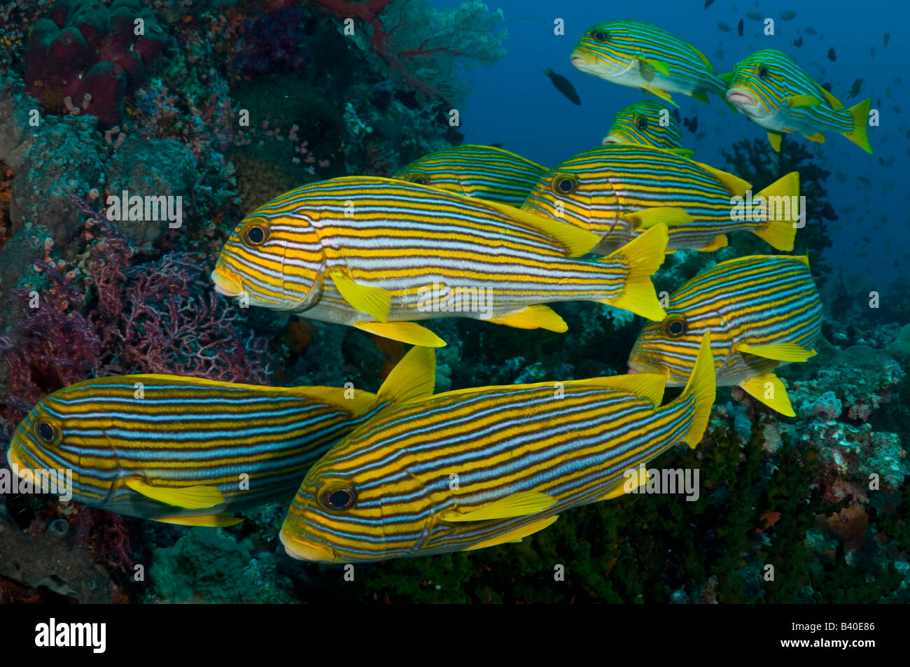 Korallenriff im Komodo Nationalpark Komodo Indonesien zeigt eine Schule der gestreiften Süßlippen Plectorhynchus polytaenia Stockfoto