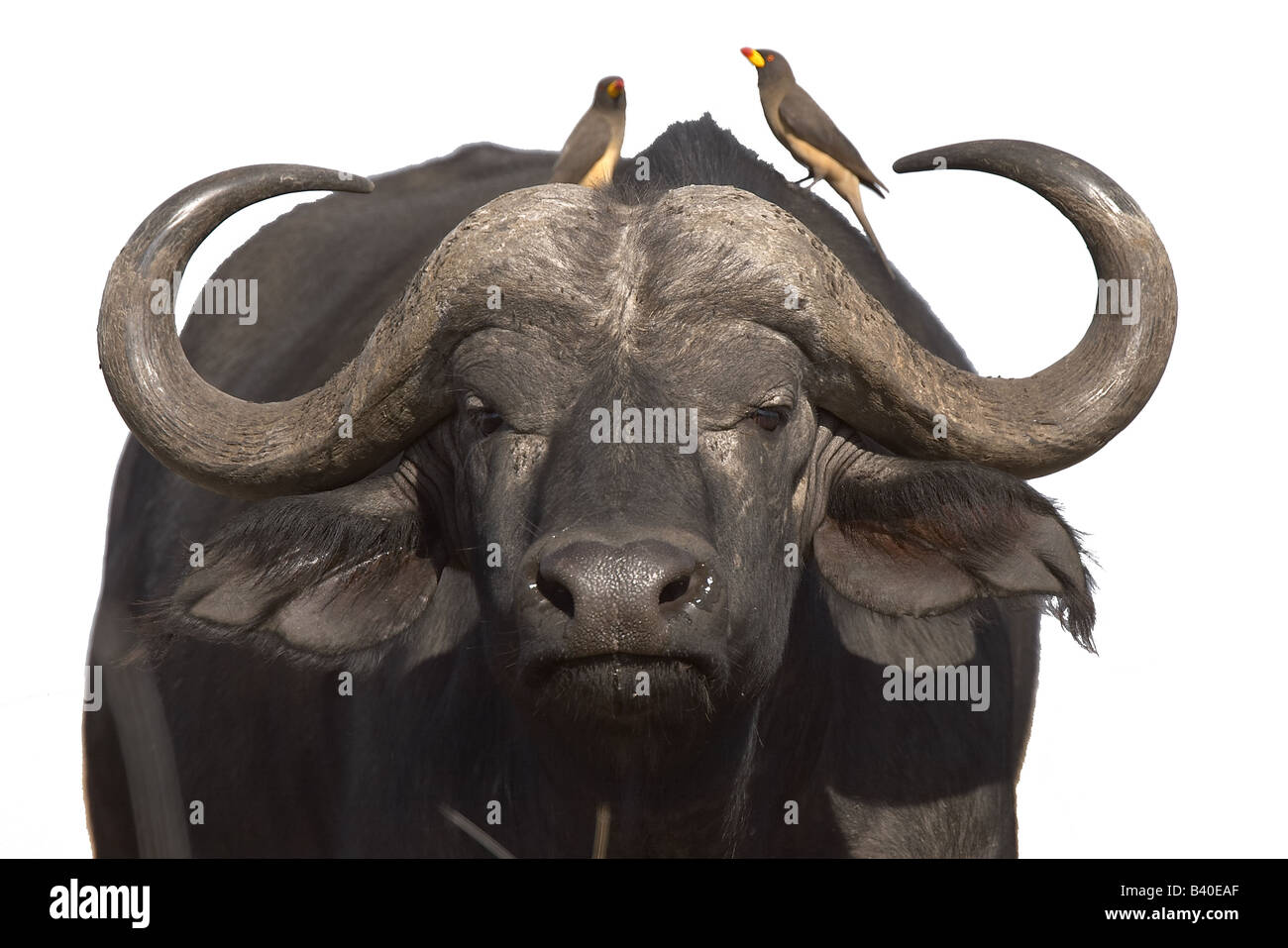 Buphagus Africanus gelbe abgerechnet Oxpecker über Kaffernbüffel Stockfoto