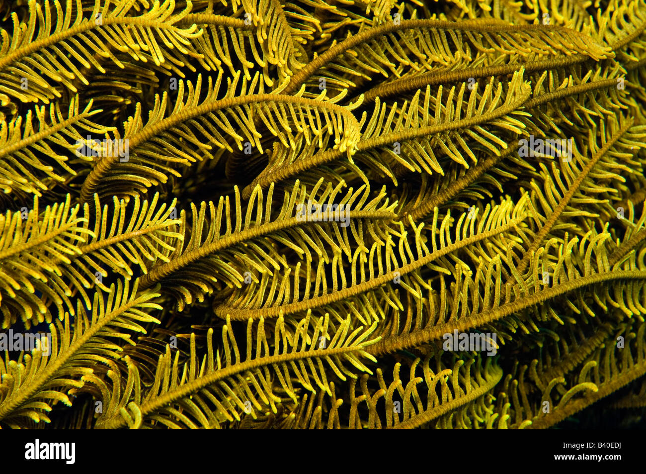 Crinoid im Korallenriff im Komodo Nationalpark Komodo Indonesi Stockfoto