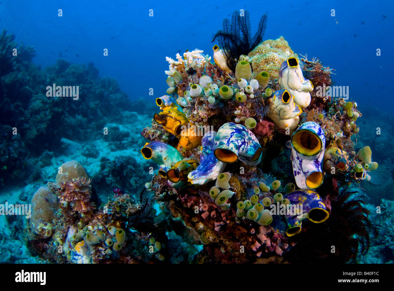 Korallenriff im Komodo Nationalpark Komodo Indonesien Stockfoto