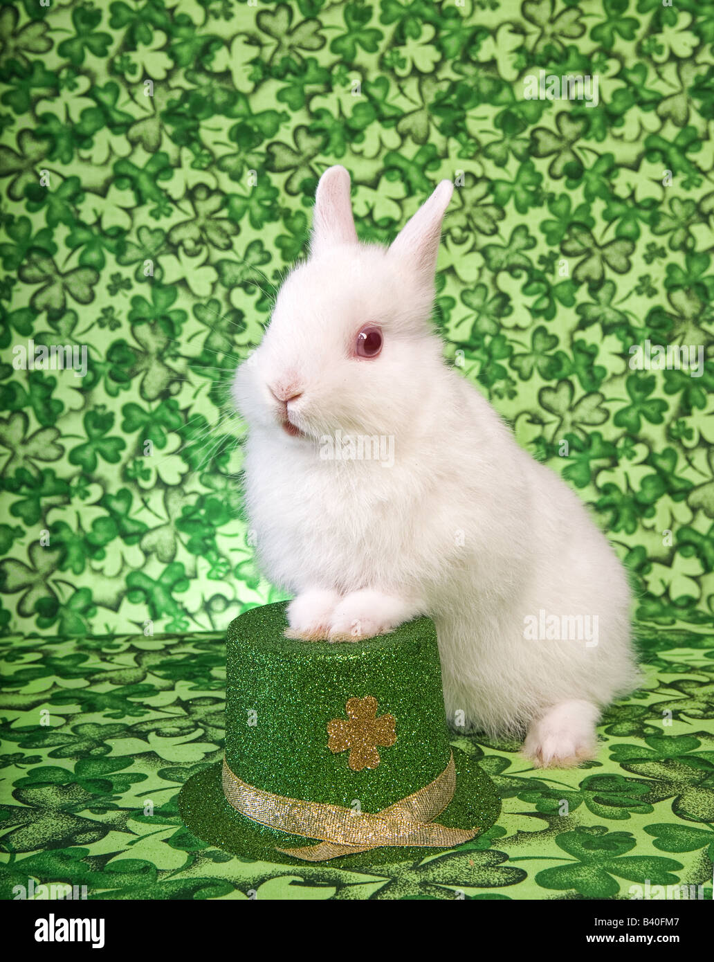 St. Patricks Day weiße Netherland Zwerg Hase auf grünen Klee Hintergrund mit irischer Hut Stockfoto