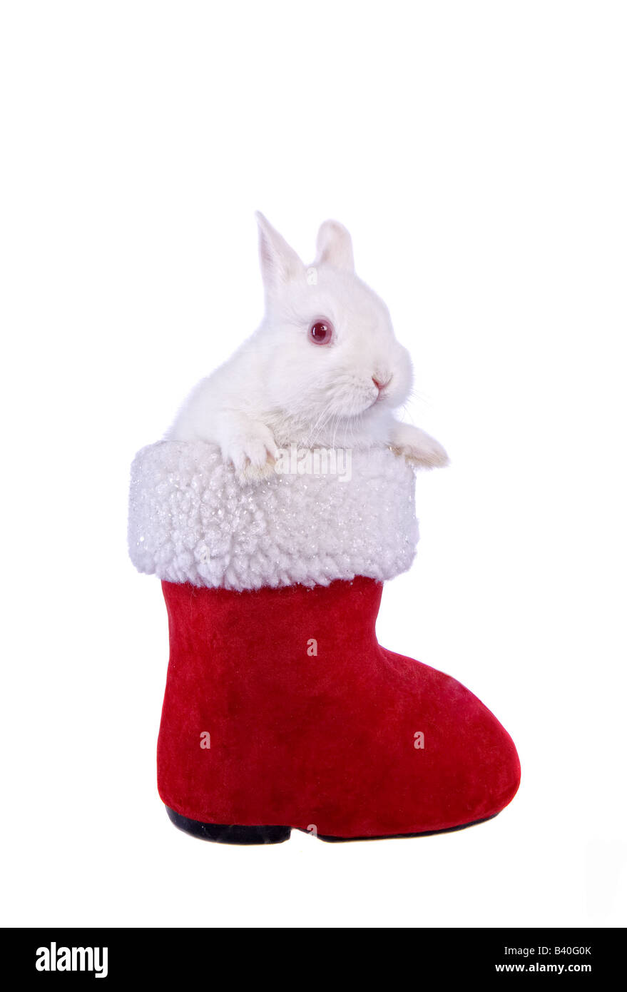 Weiße Netherland Zwerg Hase in rote und weiße Weihnachten Santa Boot isoliert auf weißem Hintergrund Stockfoto