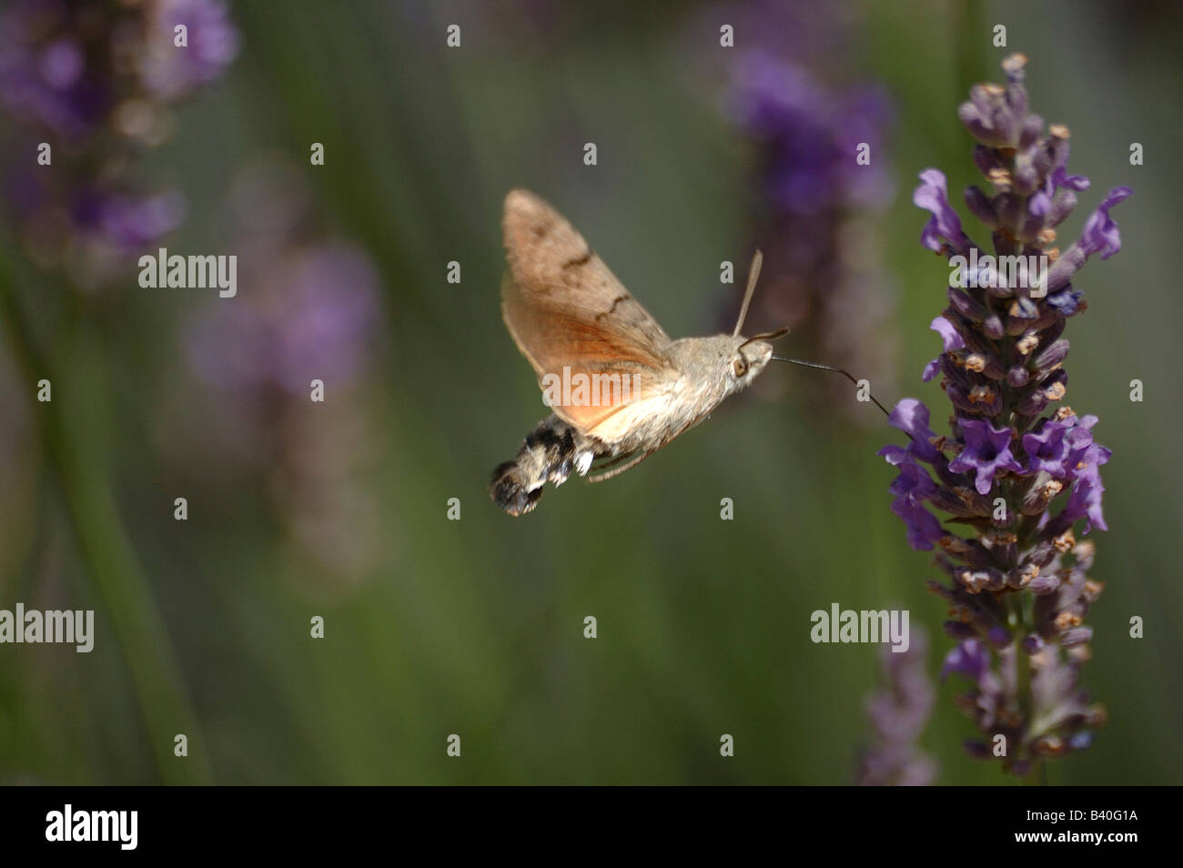 Der Kolibri Falke-Motte (Macroglossum Stellatarum) Fütterung auf Lavendel Blumen - gesehen in der Provence. Stockfoto
