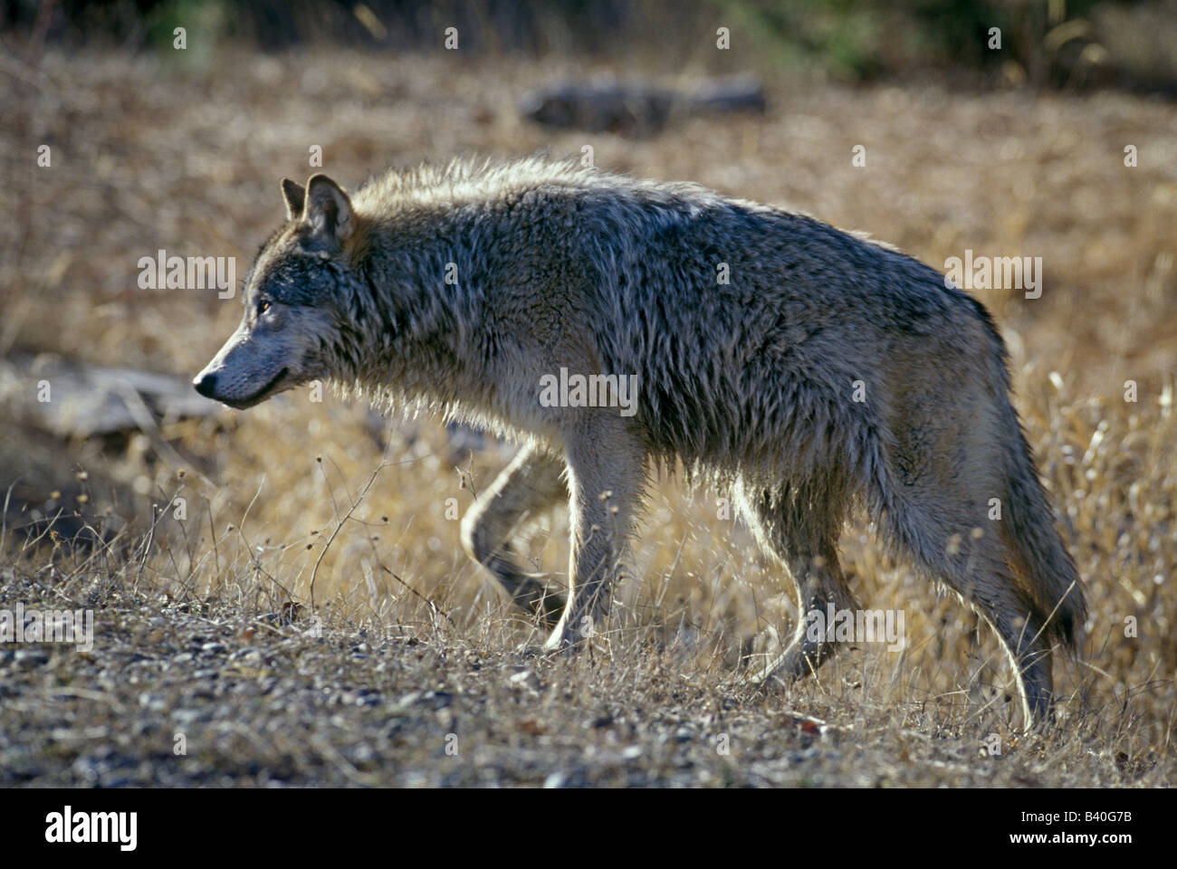 Tundra Wolf aus stream Stockfoto