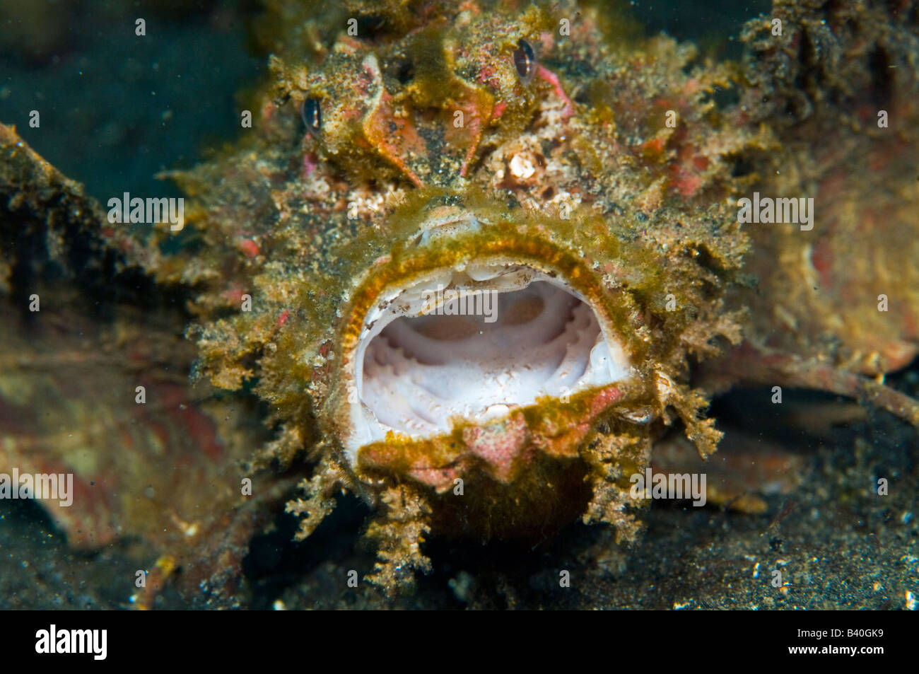 Stachelige Devilfish Inimicus Didactylus fotografiert in Lembeh Strait Indonesien Stockfoto