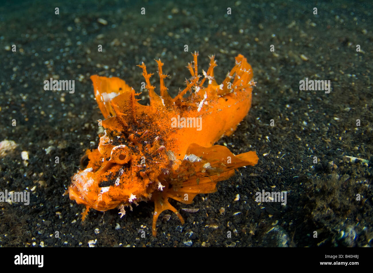 Seltene orange Sorte von den stacheligen Devilfish Inimicus Didactylus fotografiert in Lembeh Strait Indonesien Stockfoto