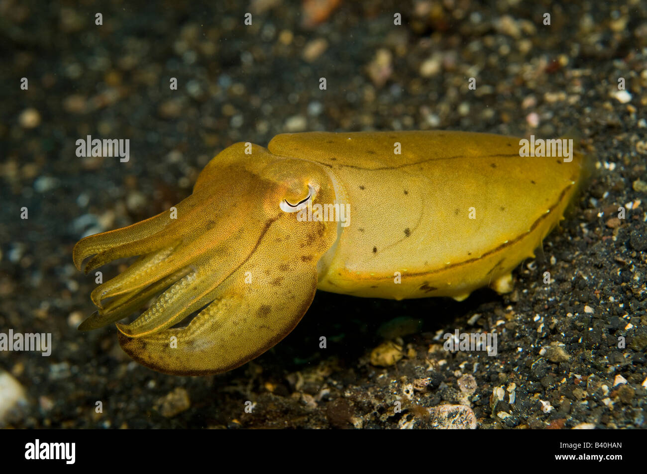 Nicht identifizierte Tintenfisch Sepia sp in Lembeh Strait Indonesien Stockfoto