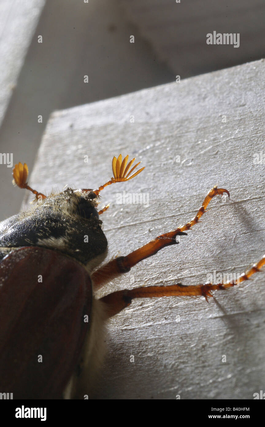 Maikäfer (Dänisch: Almindelig Oldenborre) Latein: Melolontha Melolontha Stockfoto