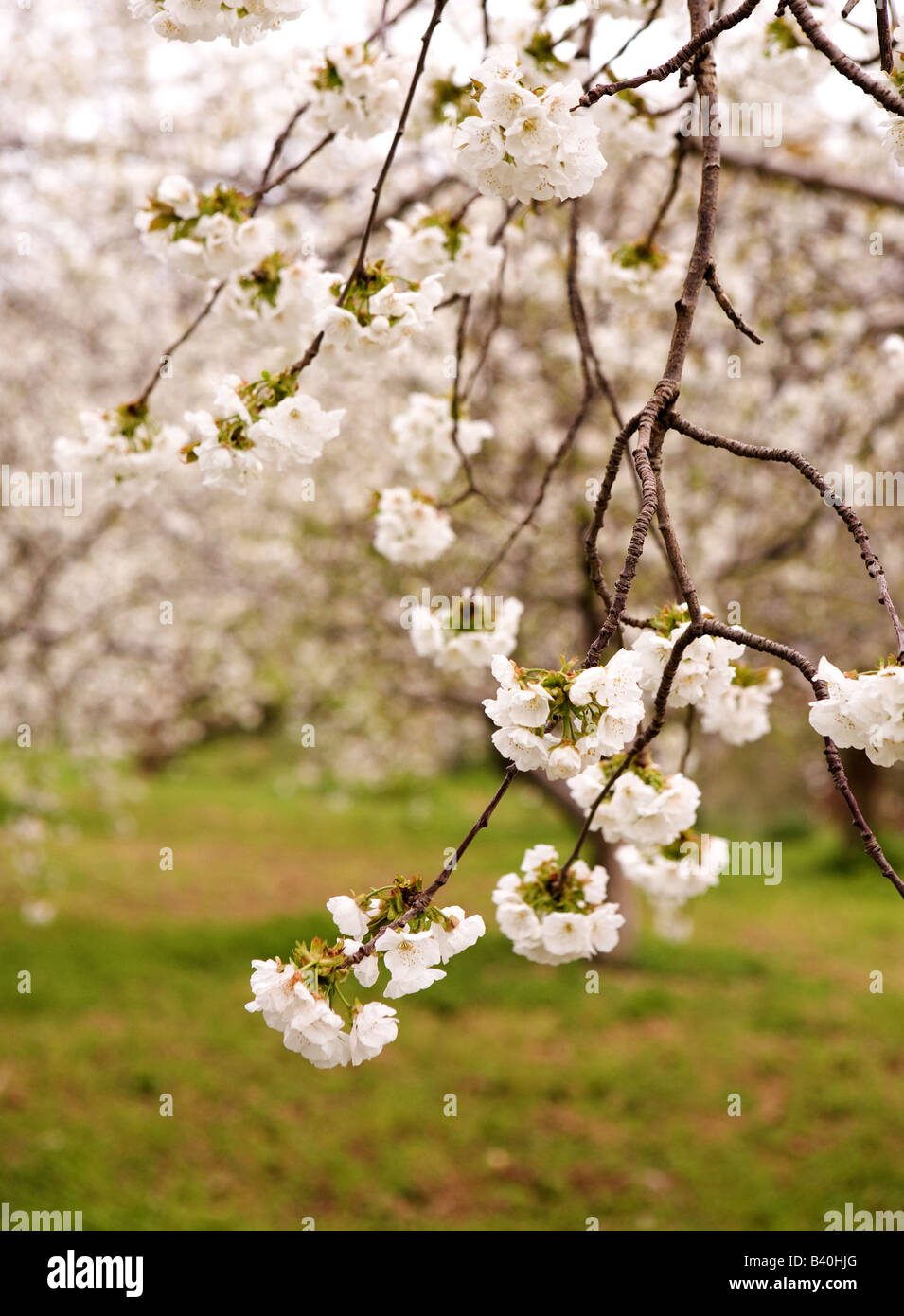 Die Kirschbäume in voller Blüte in Zypern. Stockfoto