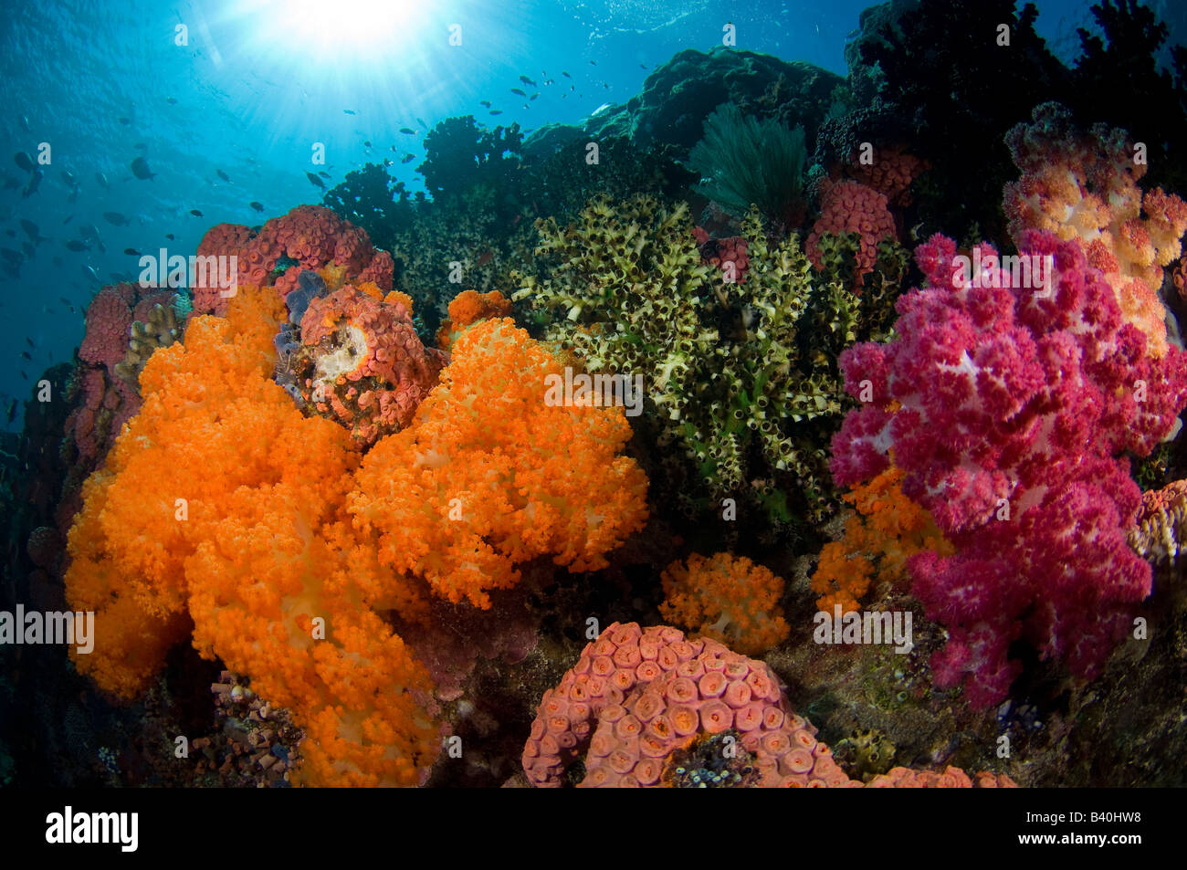 Korallenriff im Komodo Nationalpark Komodo Indonesien Stockfoto