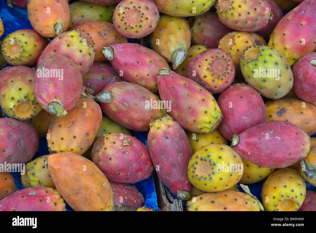 Früchte des indischen Feigen Opuntia Stockfoto