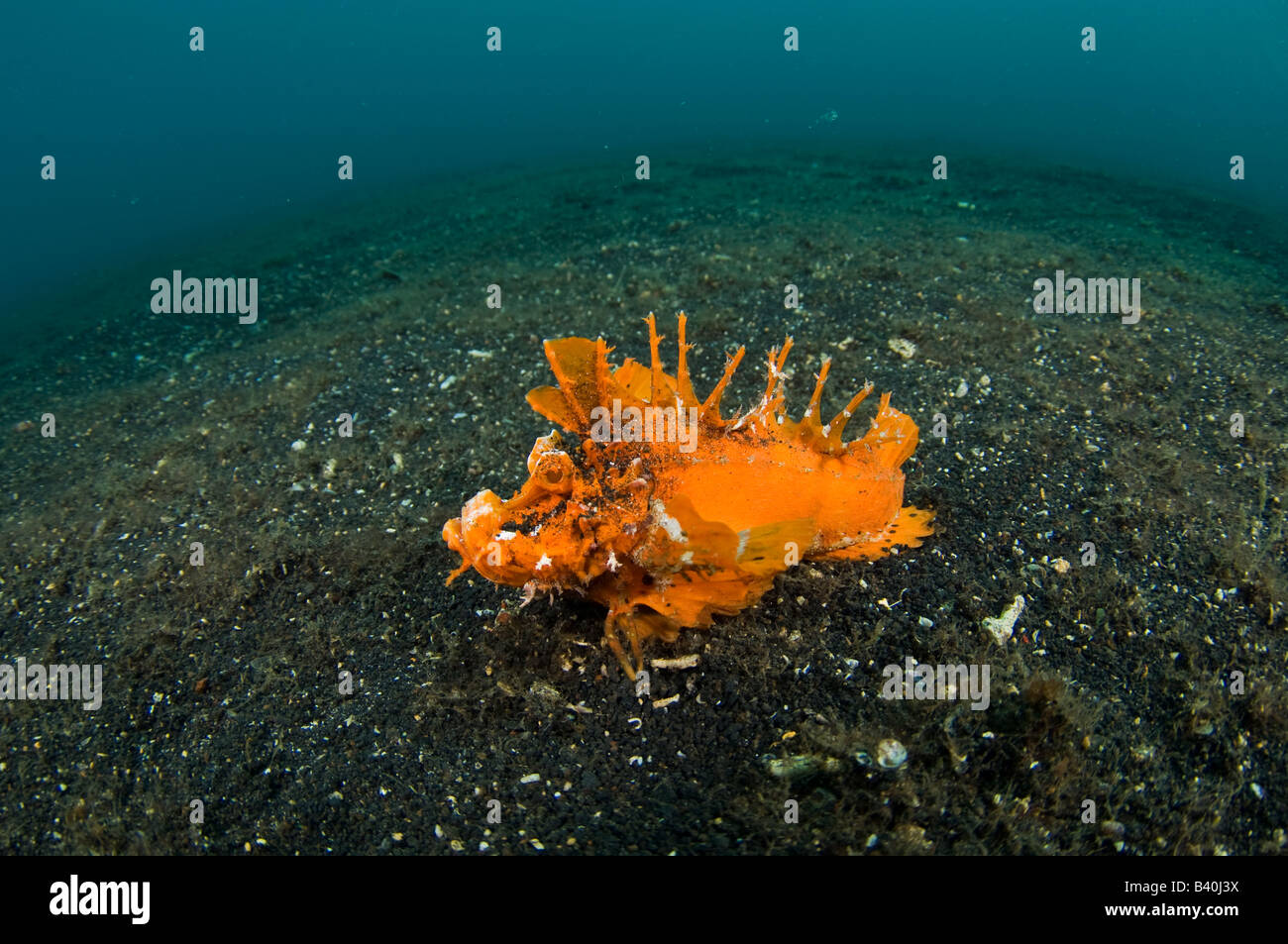 Seltene orange Sorte von den stacheligen Devilfish Inimicus Didactylus fotografiert in Lembeh Strait Indonesien Stockfoto