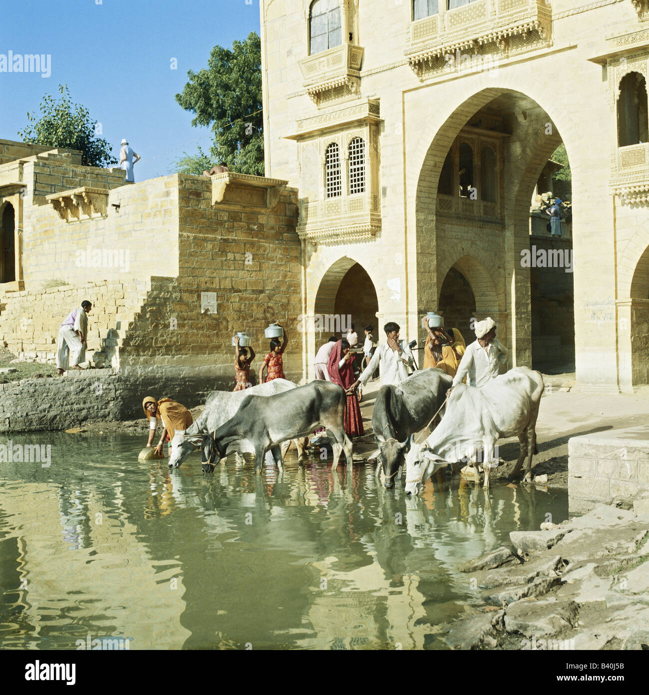 Rinder trinken und Frauen sammeln Wasser bei Gadisar See Jaisalmer, Rajasthan, Indien Stockfoto