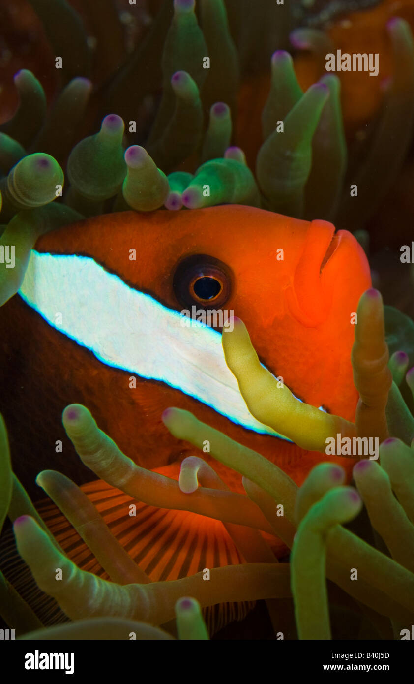 Tomate Clownfish Amphiprion brookii in einer Anemone in Komodo Island Indonesien Stockfoto