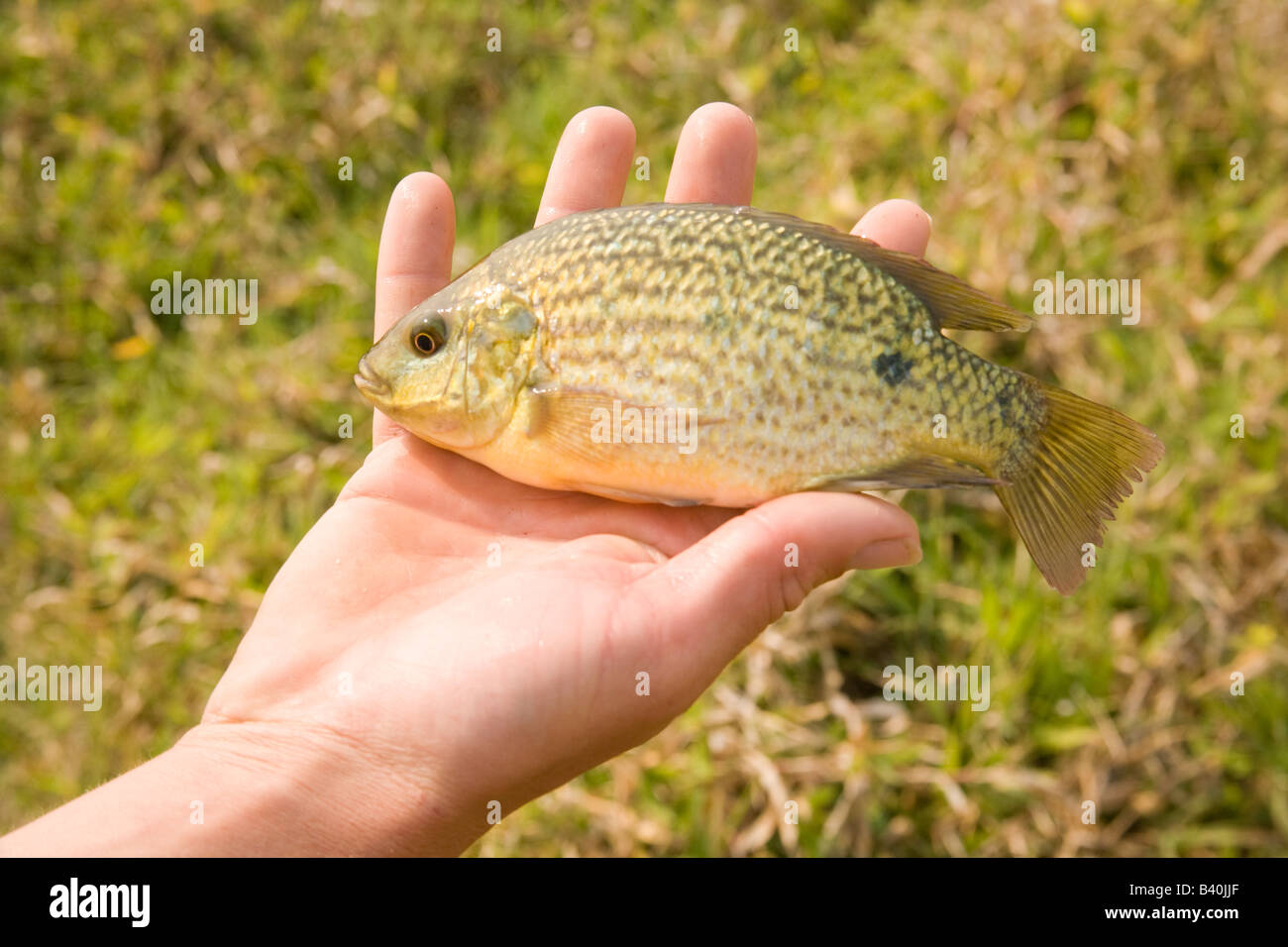 Tilapia Fisch am Kafuie Fischerei, die größte integrierte Schwein und