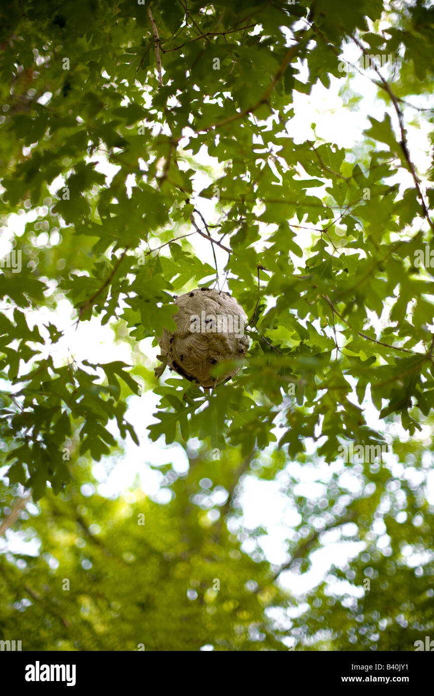 Bienenstock der schwarze Wespe hängen Ast PA USA Stockfoto