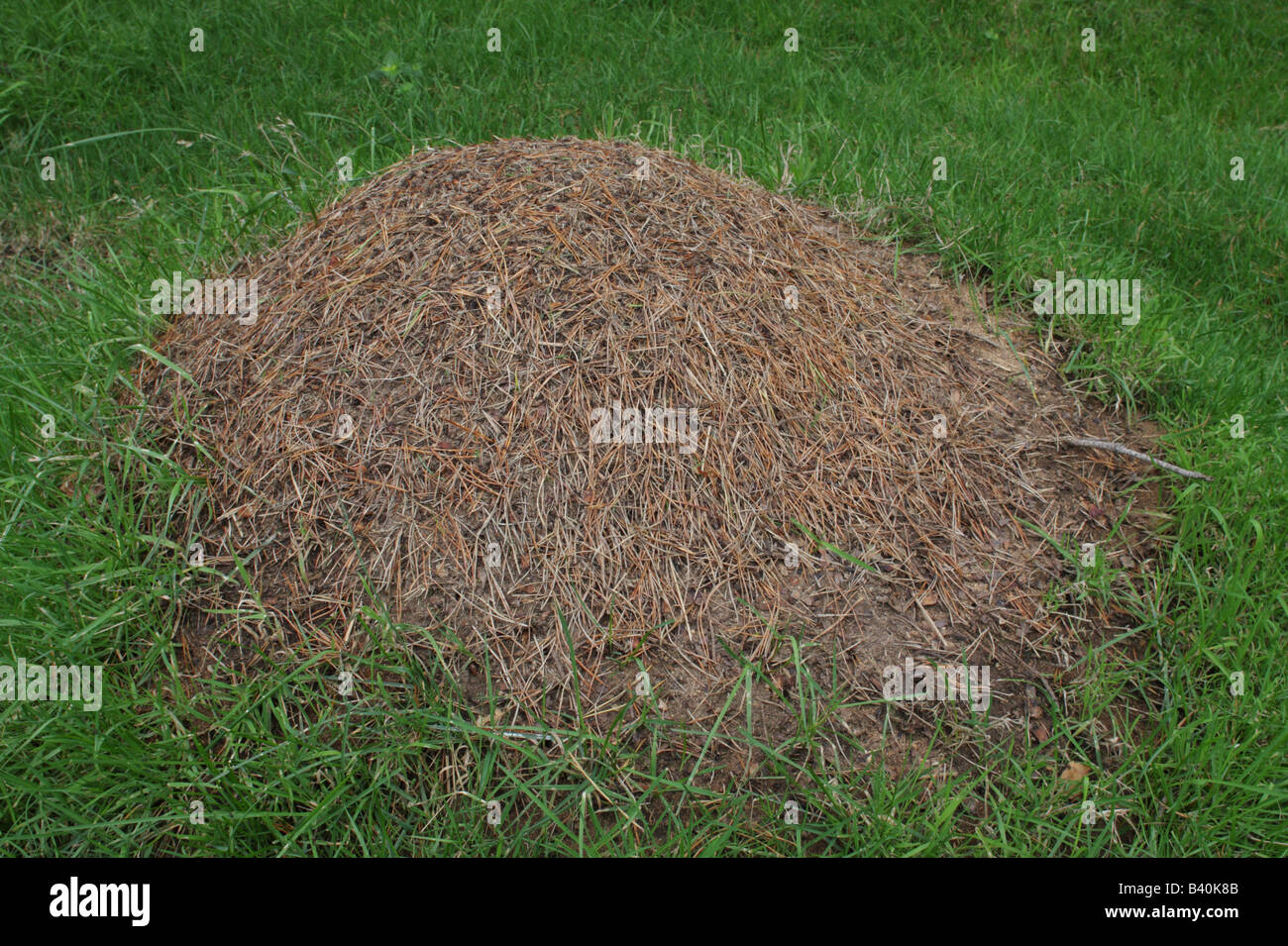 Holz Ameise Nest - Formica rufa Stockfoto