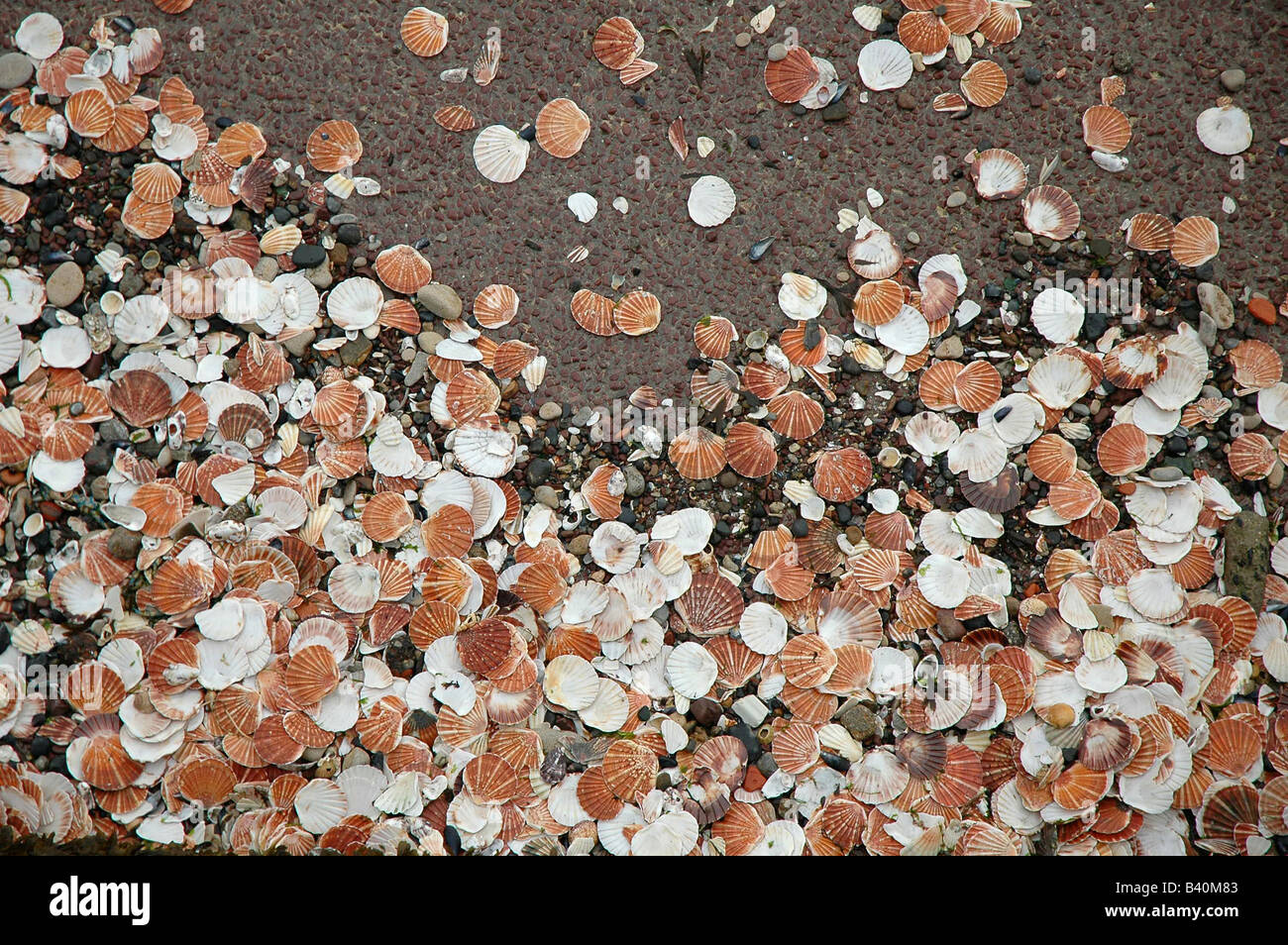 Granaten auf dem Meeresboden bei Ebbe Stockfoto