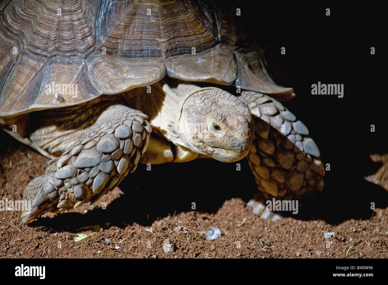 Eine Spornschildkröte Stockfoto