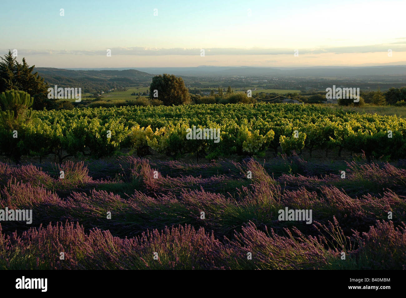 Weintrauben und Lavendel in der Provence, Frankreich zu sehen. Stockfoto