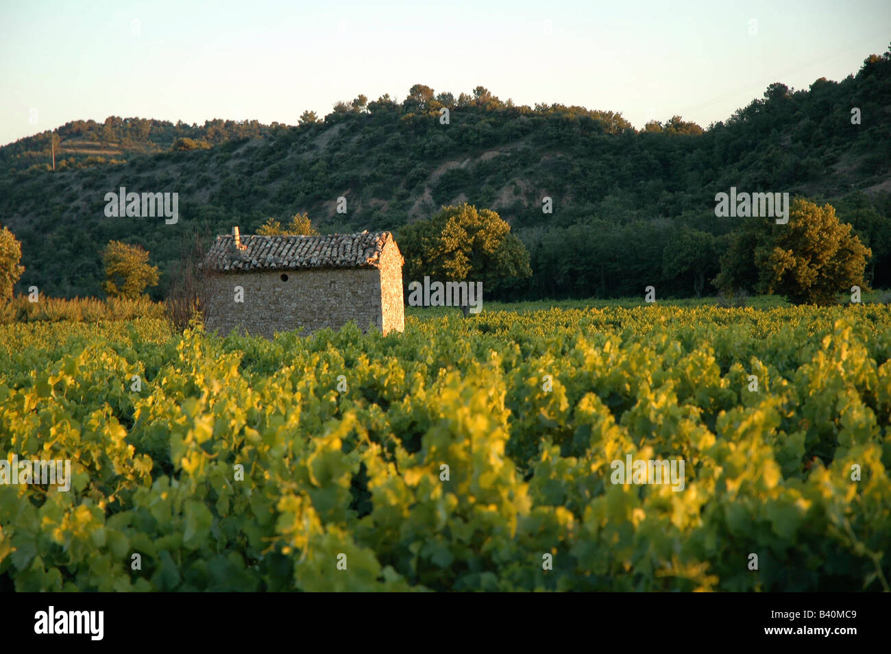 Provence - Wein Traube Groving Gebiet in Frankreich Stockfoto