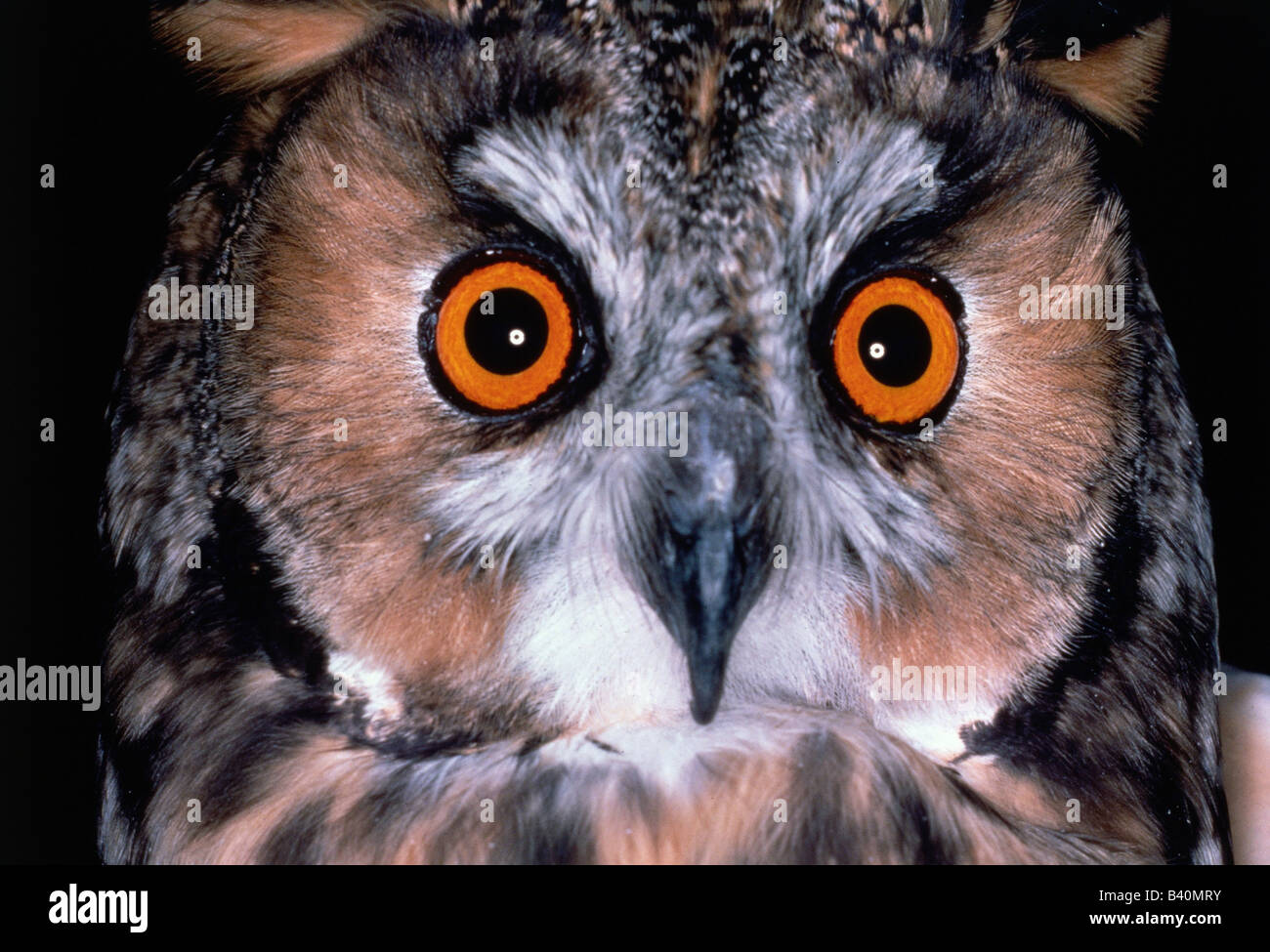 Zoologie / Tiere, Vogelgrippe / Vogel, Waldohreule, (Asio Otus), detail: Kopf, Porträt, Vertrieb: Europa, Ost-Asien, Nord Stockfoto