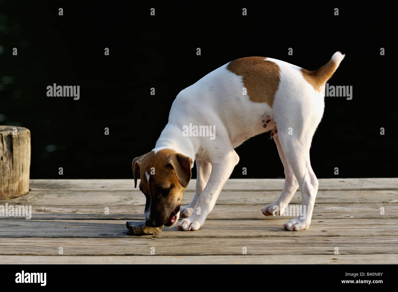 Jack-Russell-Terrier Welpen Kauen auf Felsen am Dock Stockfoto