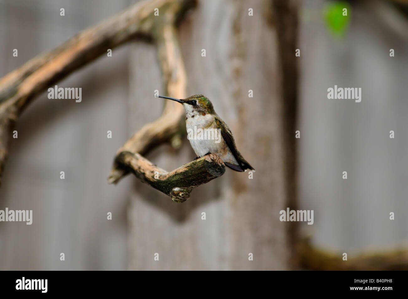 Eine unreife männliche Ruby throated Kolibri, Archilochos Colubris, sitzt auf einem Ast und bewacht sein Revier. Oklahoma, USA. Stockfoto