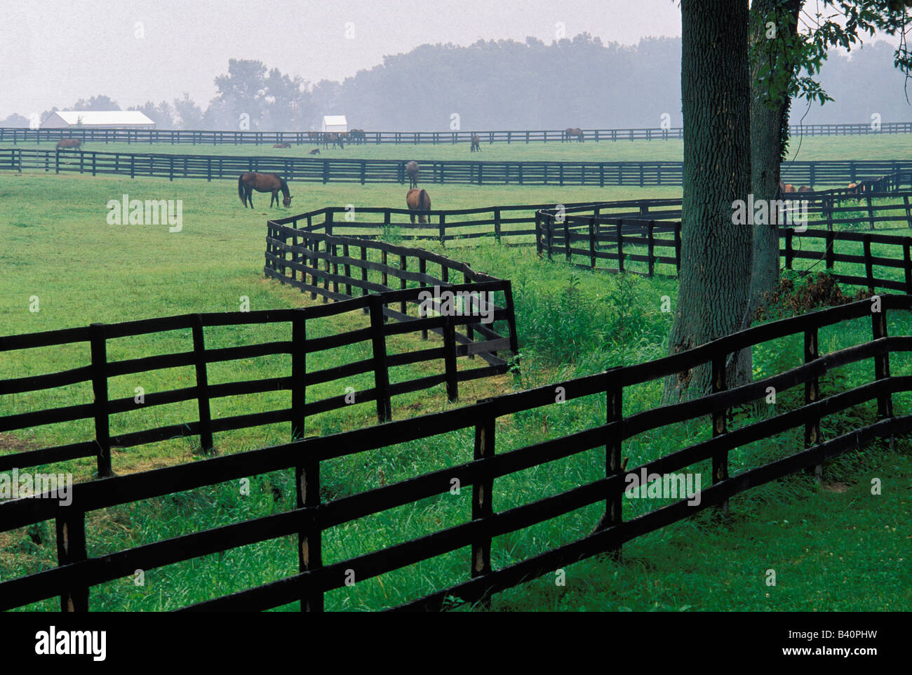 Vollblutpferde im Fahrerlager Oldham County Kentucky Stockfoto