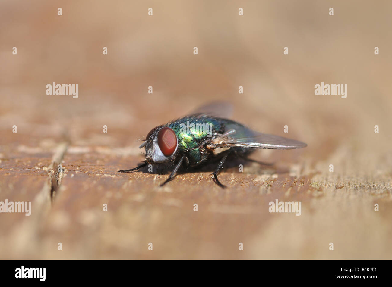 Haus fliegen nahe Muscidae Muscinae Musca Domestica Schädlingsbekämpfung Insekt Stockfoto