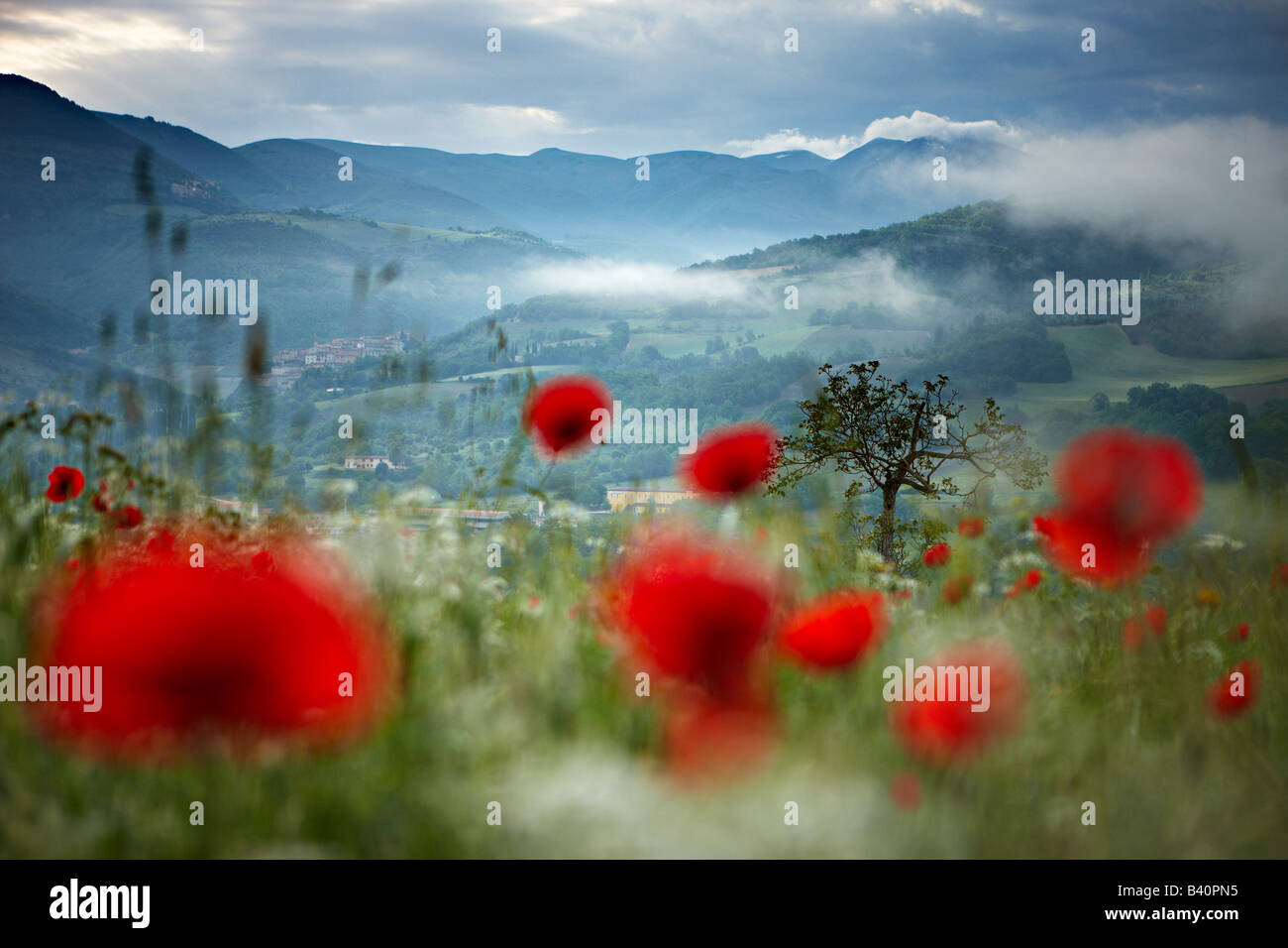 Misty Dawn in einem Mohnfeld in der Valnerina in der Nähe von Preci mit den Bergen Monti Sibillini Nationalpark, Umbrien, Italien Stockfoto